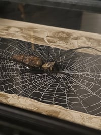 Image 5 of  Orbweaver taxidermy spider with 1800 Bible Page & Real Web