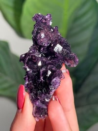 Image 5 of HIGH QUALITY SUGAR COATED PURPLE CUBIC FLUORITE -CHINA-
