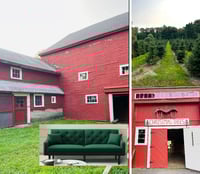 Tree Farm Minis ‘24