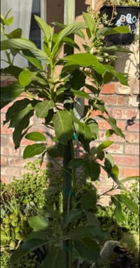 Image 1 of Avocado tree 