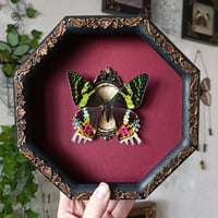 Image 1 of Madagascan Sunset Moth