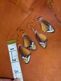 Image 2 of African Monarch Forewings