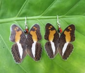 Image of Multi-Colored/Brown Full Butterfly Wing Earrings - Joyas de Mariposas