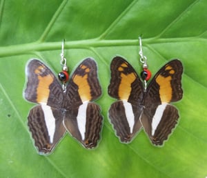 Image of Multi-Colored/Brown Full Butterfly Wing Earrings - Joyas de Mariposas