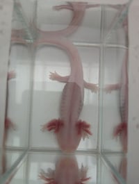 Image 4 of Melanoid Albino Axolotl - Sub-Adult