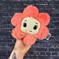 PEANUT- Poppy