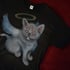 Angel Cat (L) Image 2
