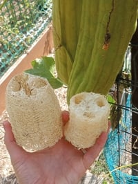 Home-Grown Loofah 