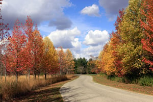 Image of Road to Fall