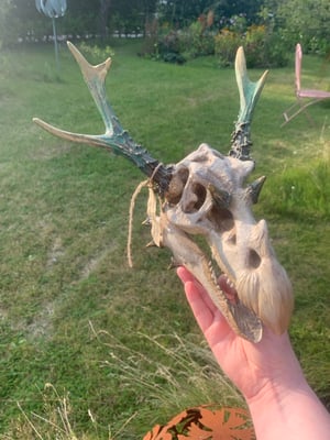 ANTLERED DRAGON SKULL 