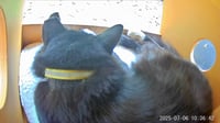 Image 4 of Outdoor Cat House “Palm Springs Meowtel”