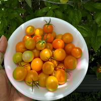Image 1 of Sunsugar Cherry Tomato Seeds Hybrid
