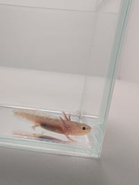Image 4 of Hypo Juvenile Axolotl