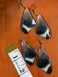 Image 2 of Prola Beauty Forewings - Underside