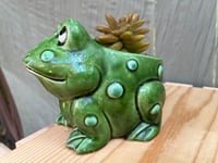 Image 3 of Happy Frog with Coppertone Stonecrop