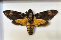 Image 2 of deathshead hawk moth