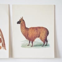 Image 3 of Planches De Bestiaire Du Muséum D'histoire Naturelle -