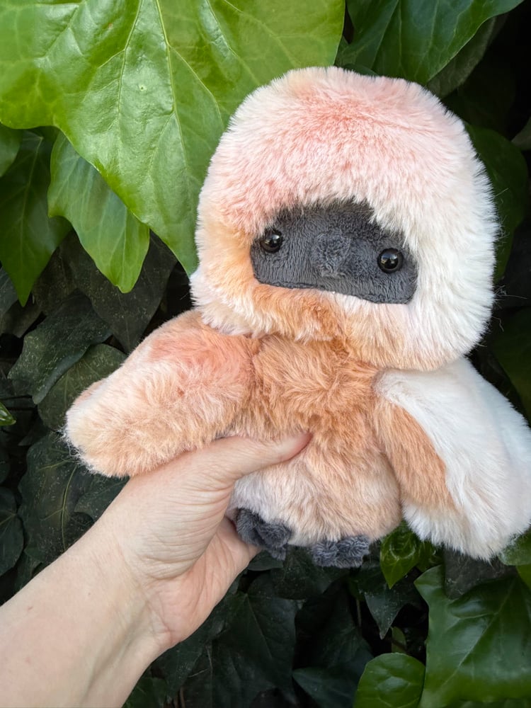 Image of silkie chicken-first payment