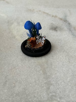 Image of EntolomaVirescens paper mushroom