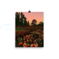 Image 2 of Poster Roses