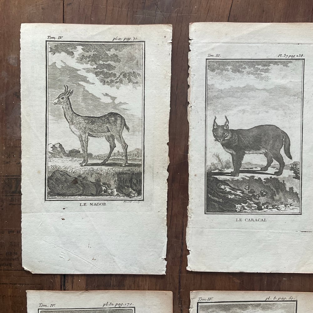 Image of French Natural History Pictures no.2