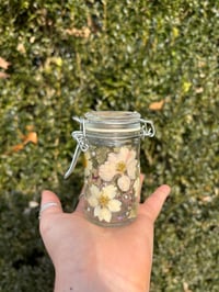 Image 4 of Winter Solstice 