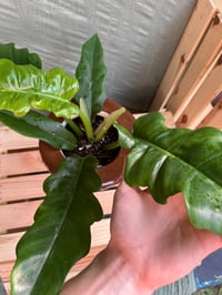 Image 2 of Imperial Green Philodendron in Large Ice Cream Cone 