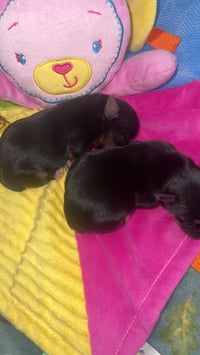 Image 3 of Mocha & Kash SMALL Traditional Yorkie Girl