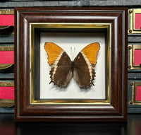 Image 1 of rusty-tipped page butterfly