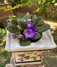 Image 1 of African Violet in Square Grape Pot