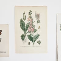 Image 2 of Planche De Botanique Colorée 