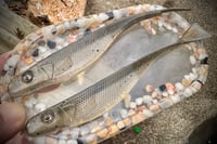 Image 1 of BIG JERKS - “CRICK CHUB”