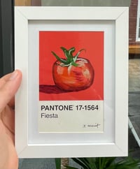 Image 2 of Tomato Pantone