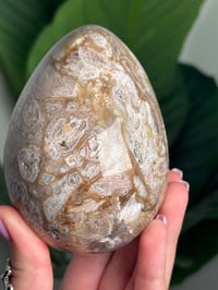 Image 4 of IBIS JASPER EGG -MADAGASCAR- C