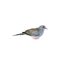 Diamond Dove