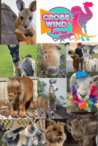 Image 3 of Boo At The Zoo, horse rides, pumpkin painting, hay rides, MORE!