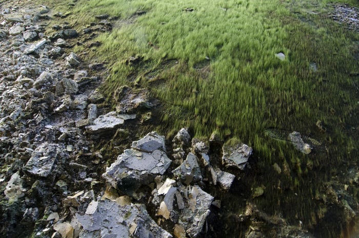 Image of Moss