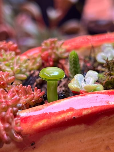 Image of Mini Lime Green Mushroom Plant Spike