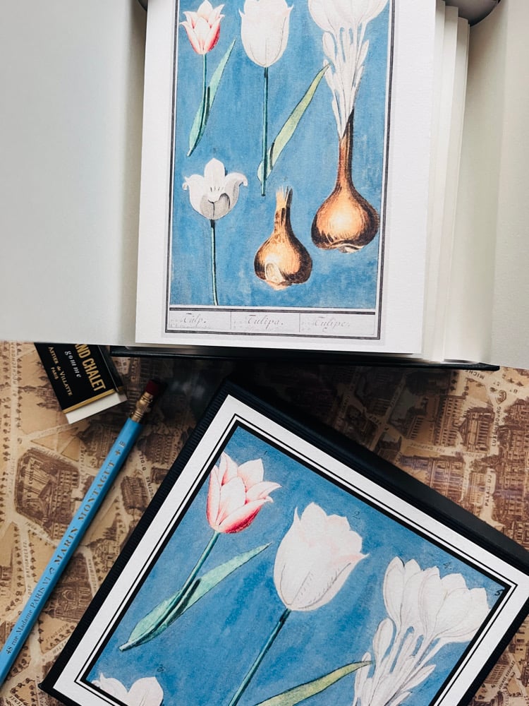 Image of CFT TULIPES