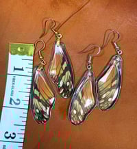 Image 2 of Juno Longwing Forewings