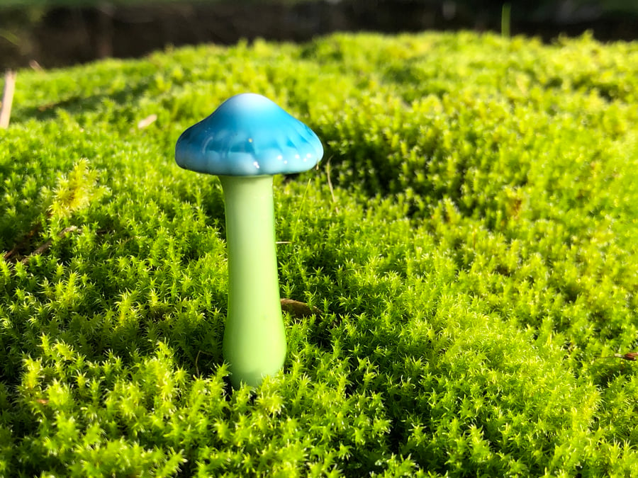 Image of Blue Cap Mushroom Plant Spike