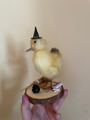 Image of Witchy duckling