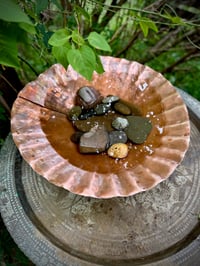 Image 6 of Scallop Shell Bowl