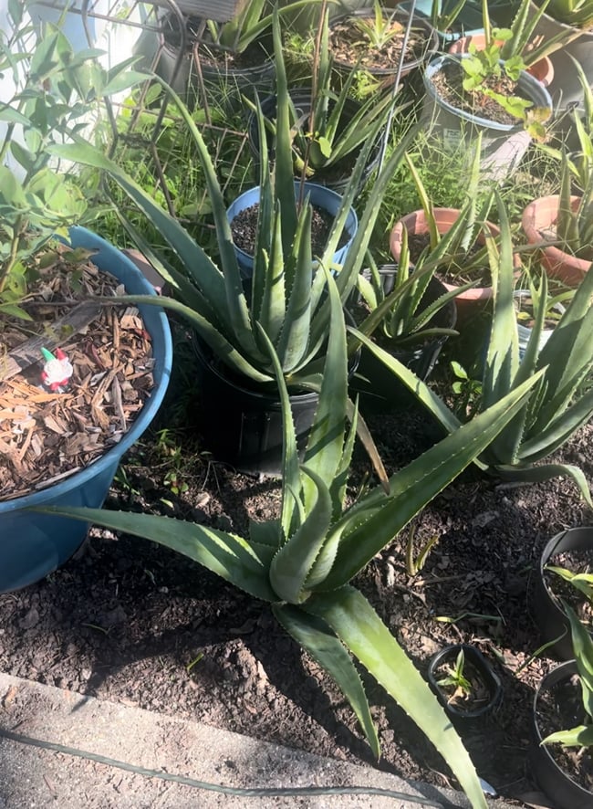 Aloe Vera Leaf
