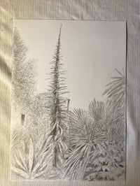 Image 2 of ‘Echium’ by Noel Betowski