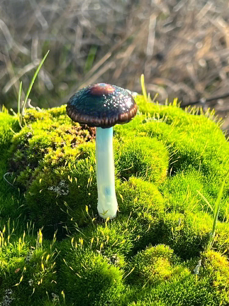 Image of Blue Staining Mushroom Plant Spike 3