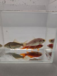 Image 3 of Assorted Large Goldfish