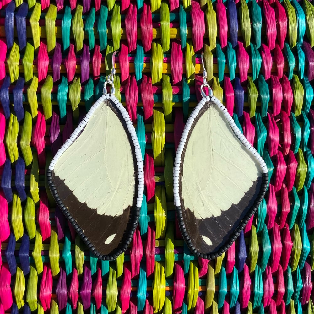 Image of Papilio dardanus Wing Earrings