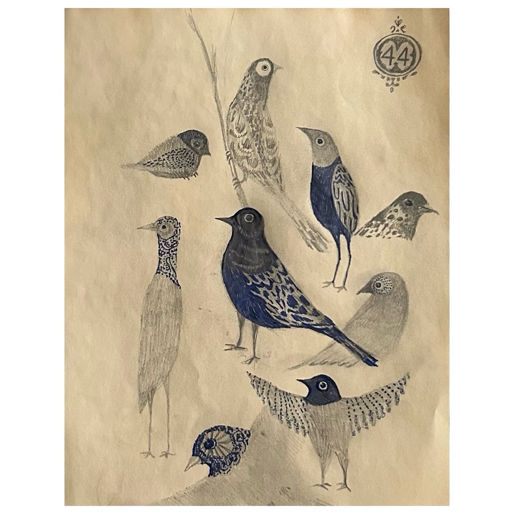 Image of birds. ( 4.4)