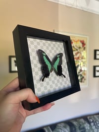 Image 2 of Green Banded Swallowtail Frame